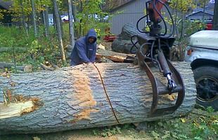 Cutting and removing a large tree