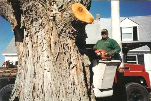 Owner Scott Drake in bucket truck near large tree in Fulton, NY