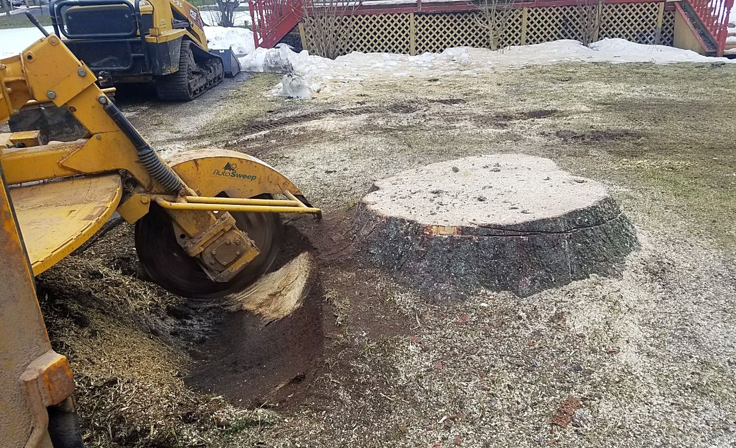 stump grinder in action