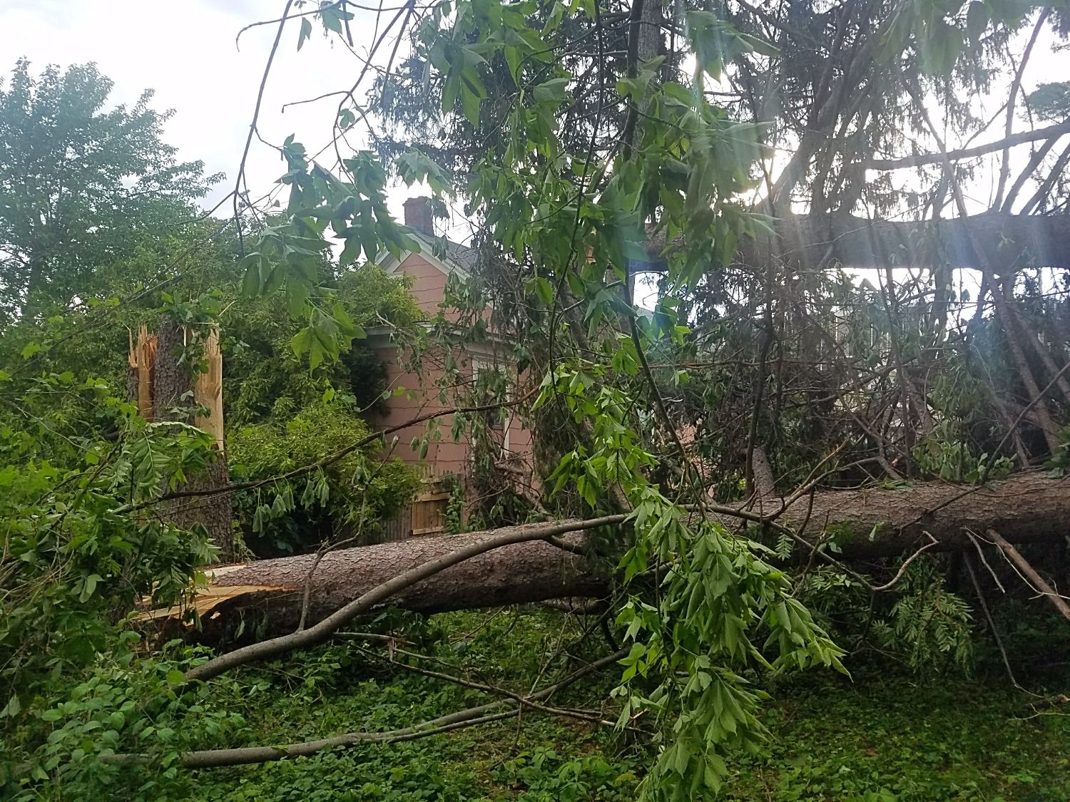 Trees fallen on house after a bad storm in Syracuse