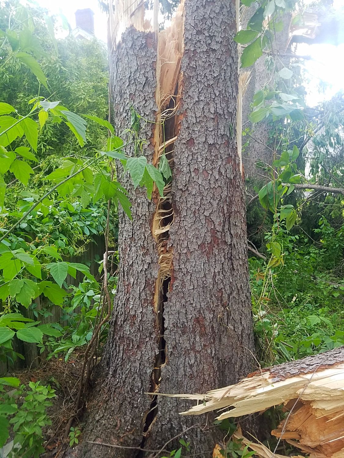Tree split in half after NY storm
