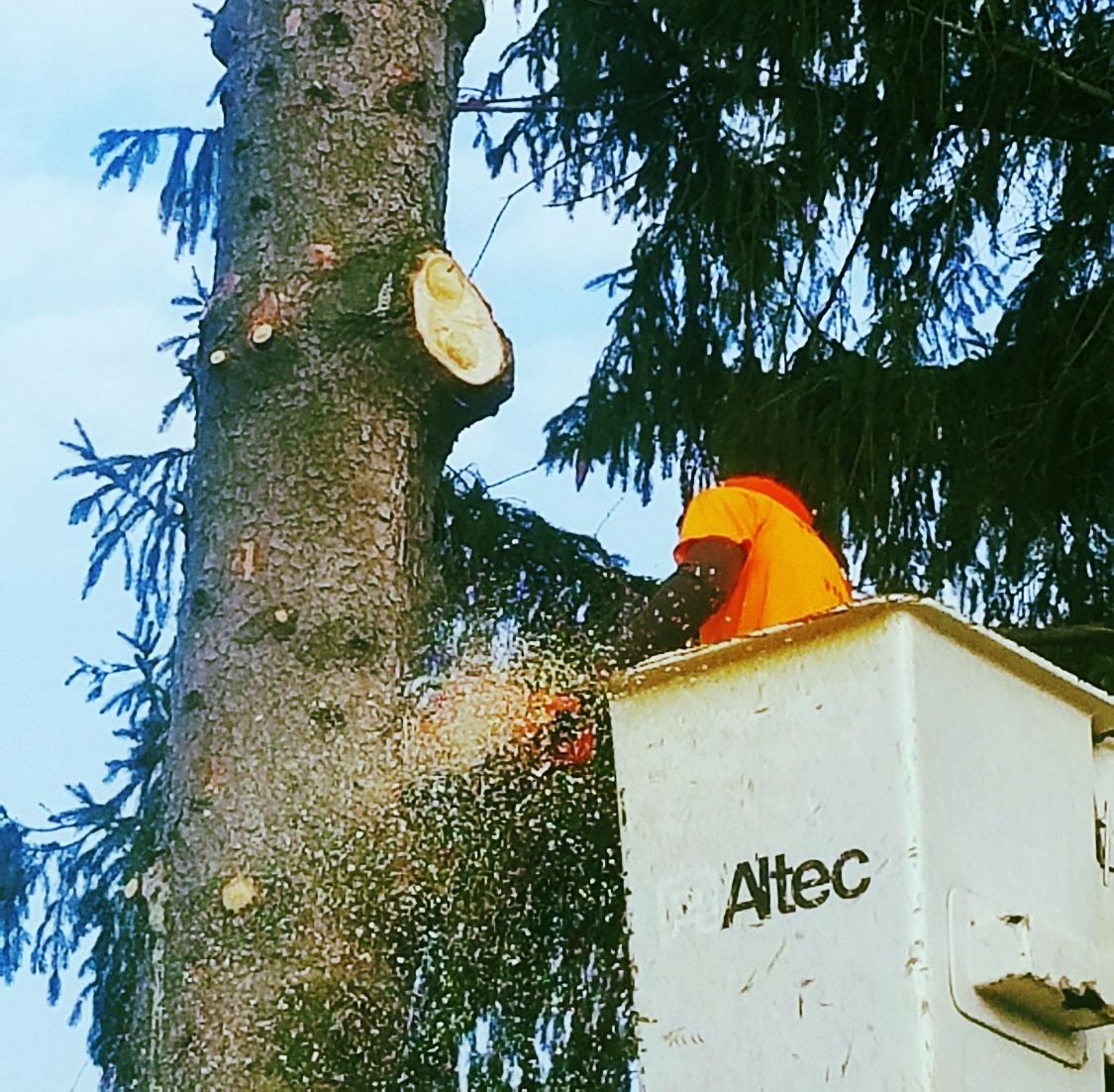 Tree Removal