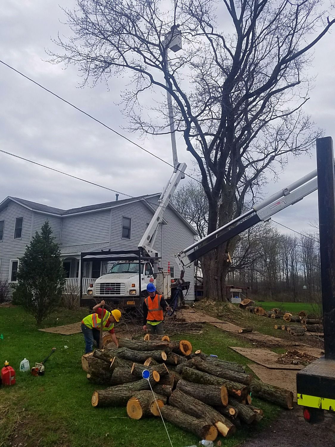 aerial bucket service in use in large tree