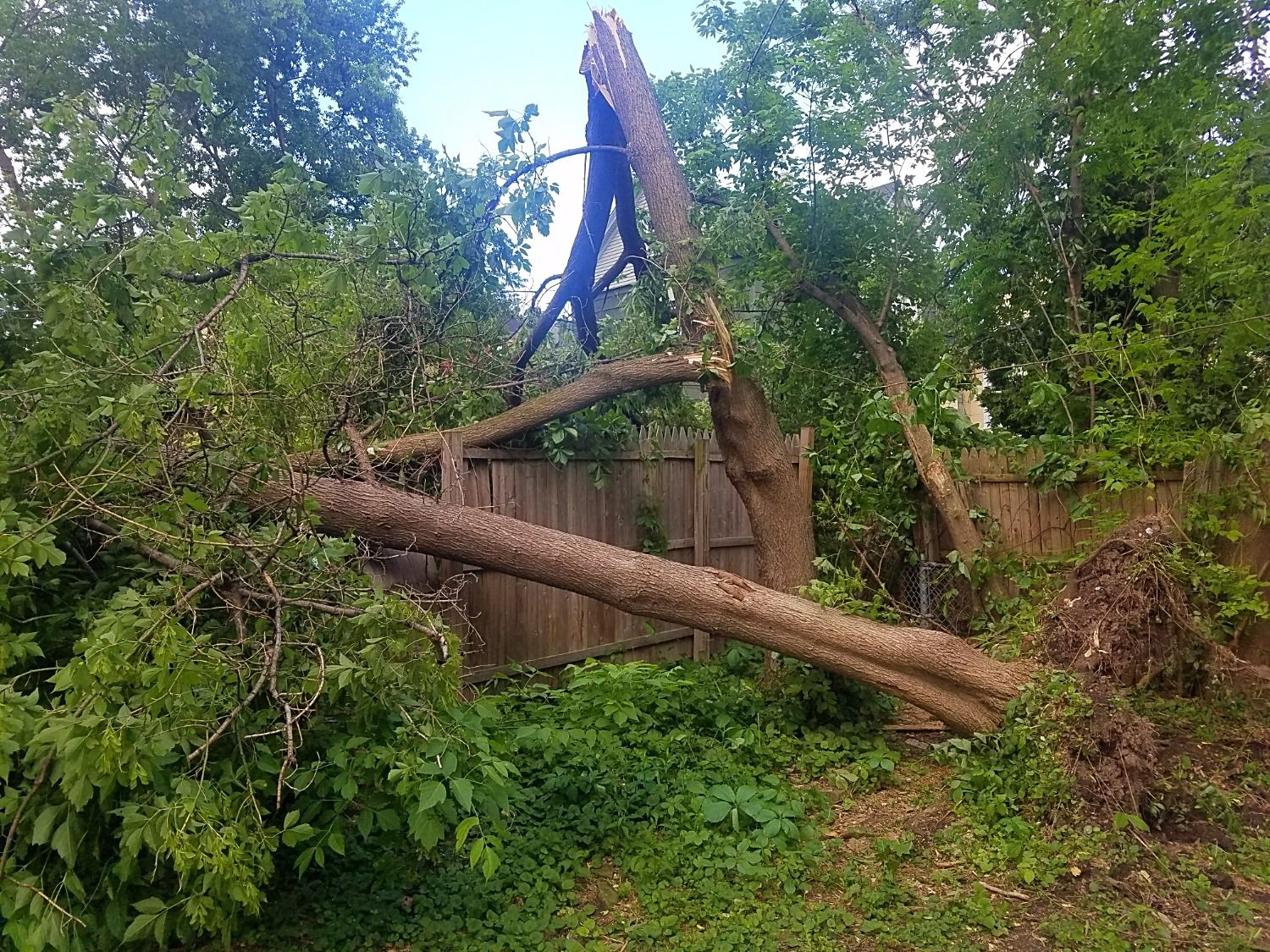 wind storm in NY uprotted trees and damaged fence