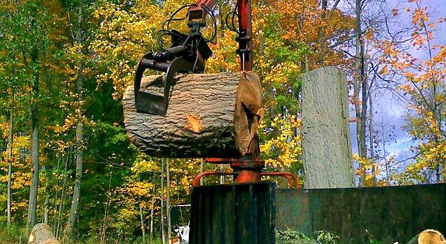 lifting a large tree trunk into a truck for removal