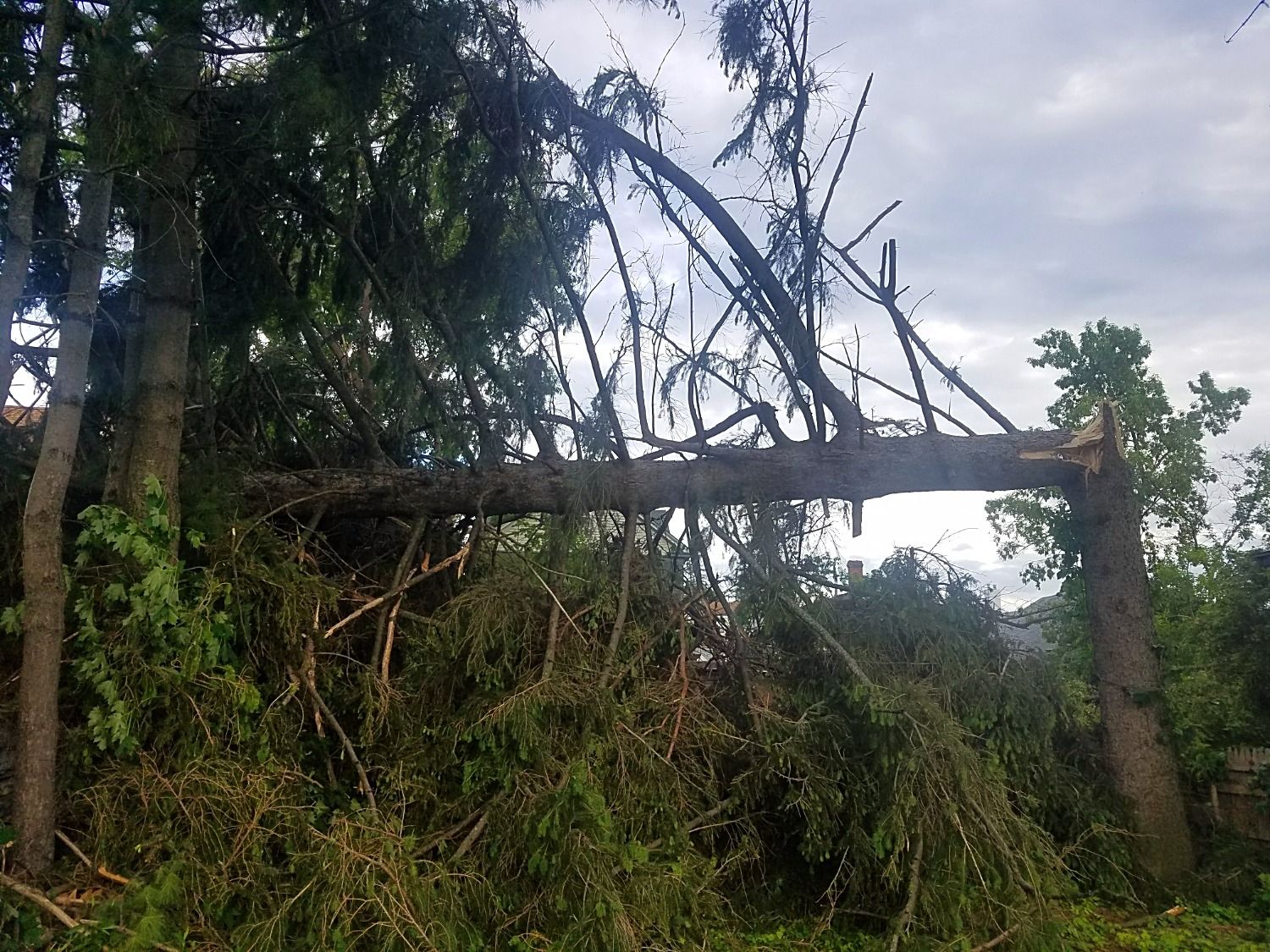 tree broken in half and knocked over after strong winds