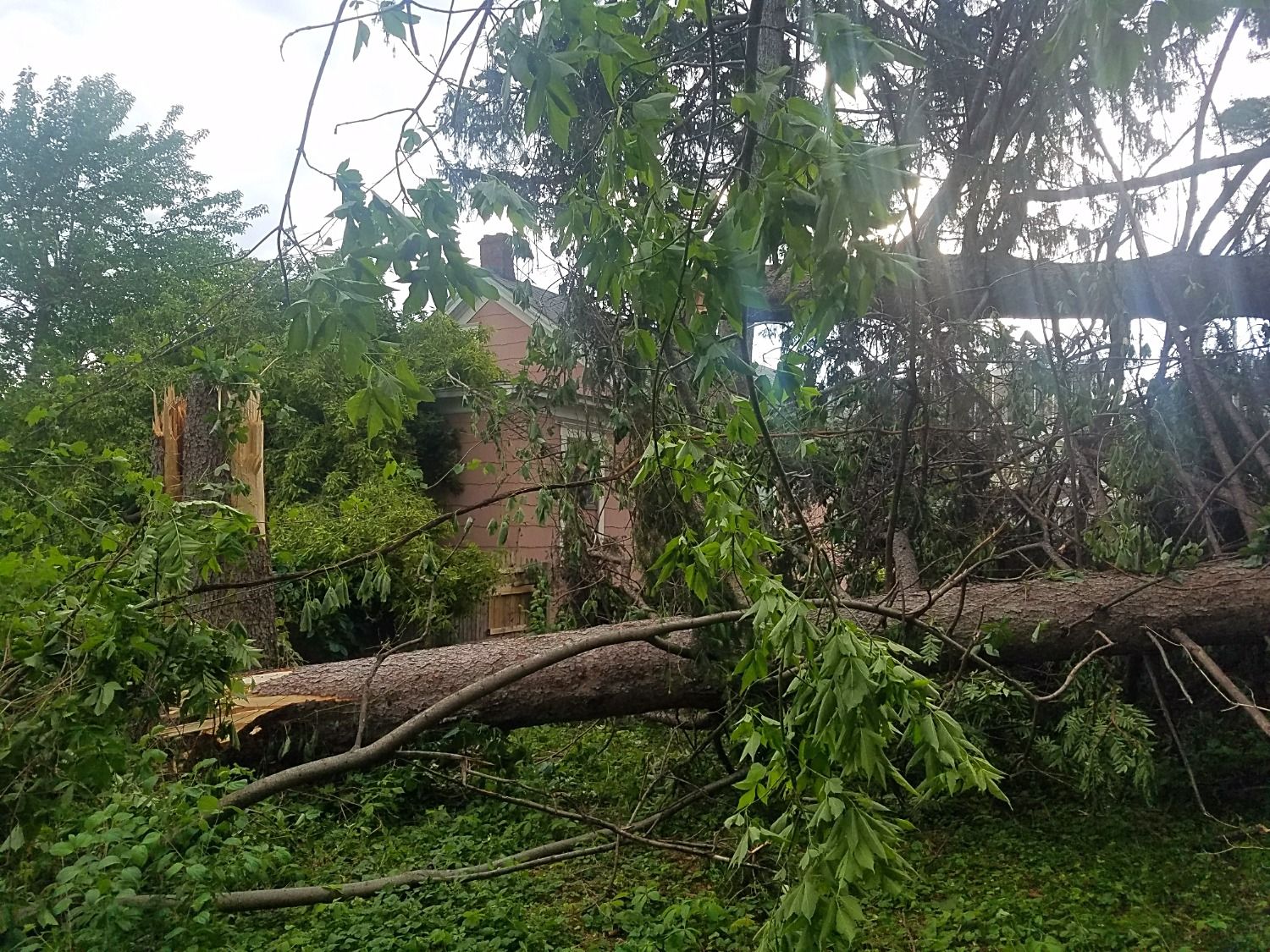 tree fell on house during storm