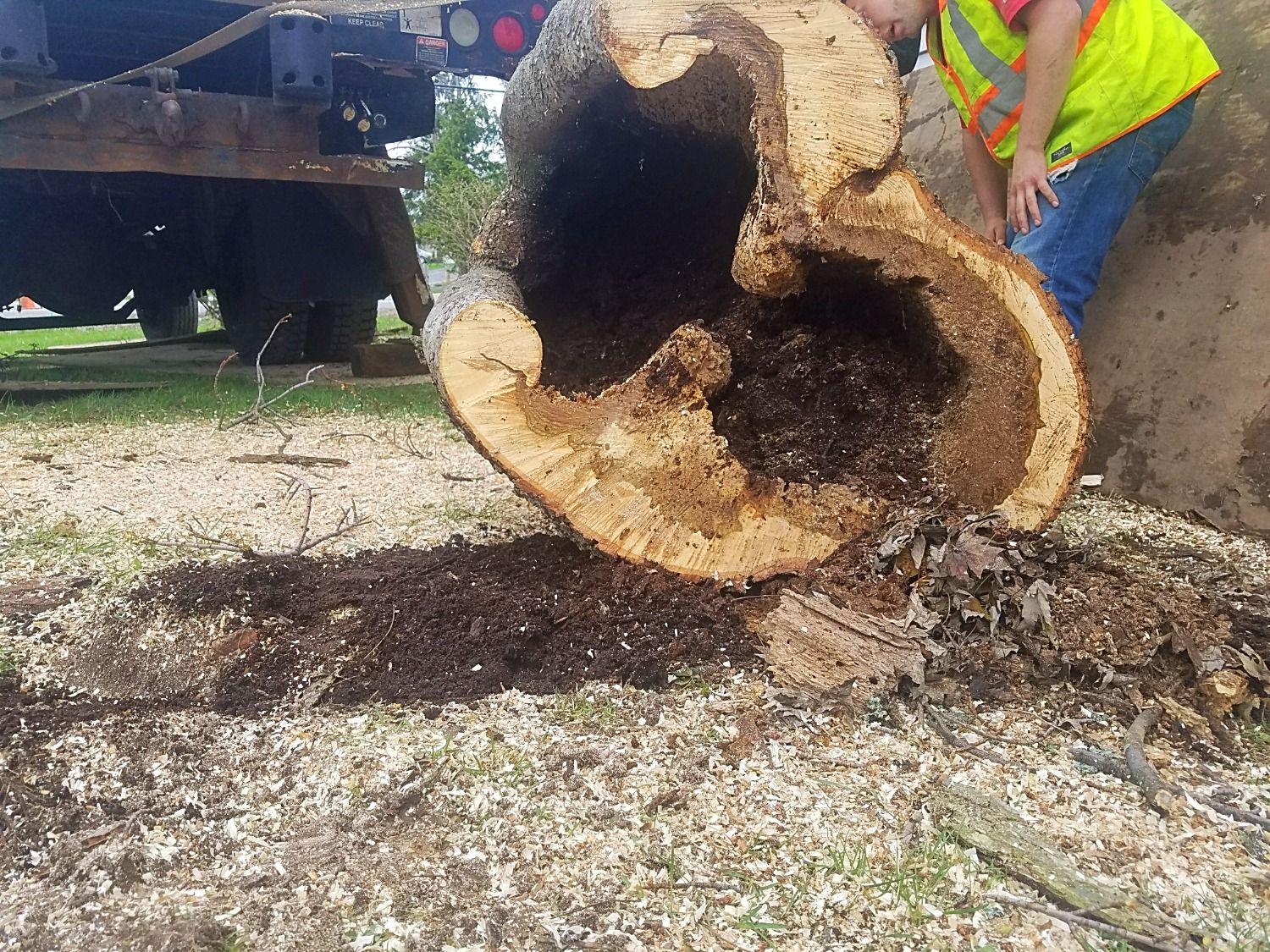 Dangerous tree that is completely rotted inside