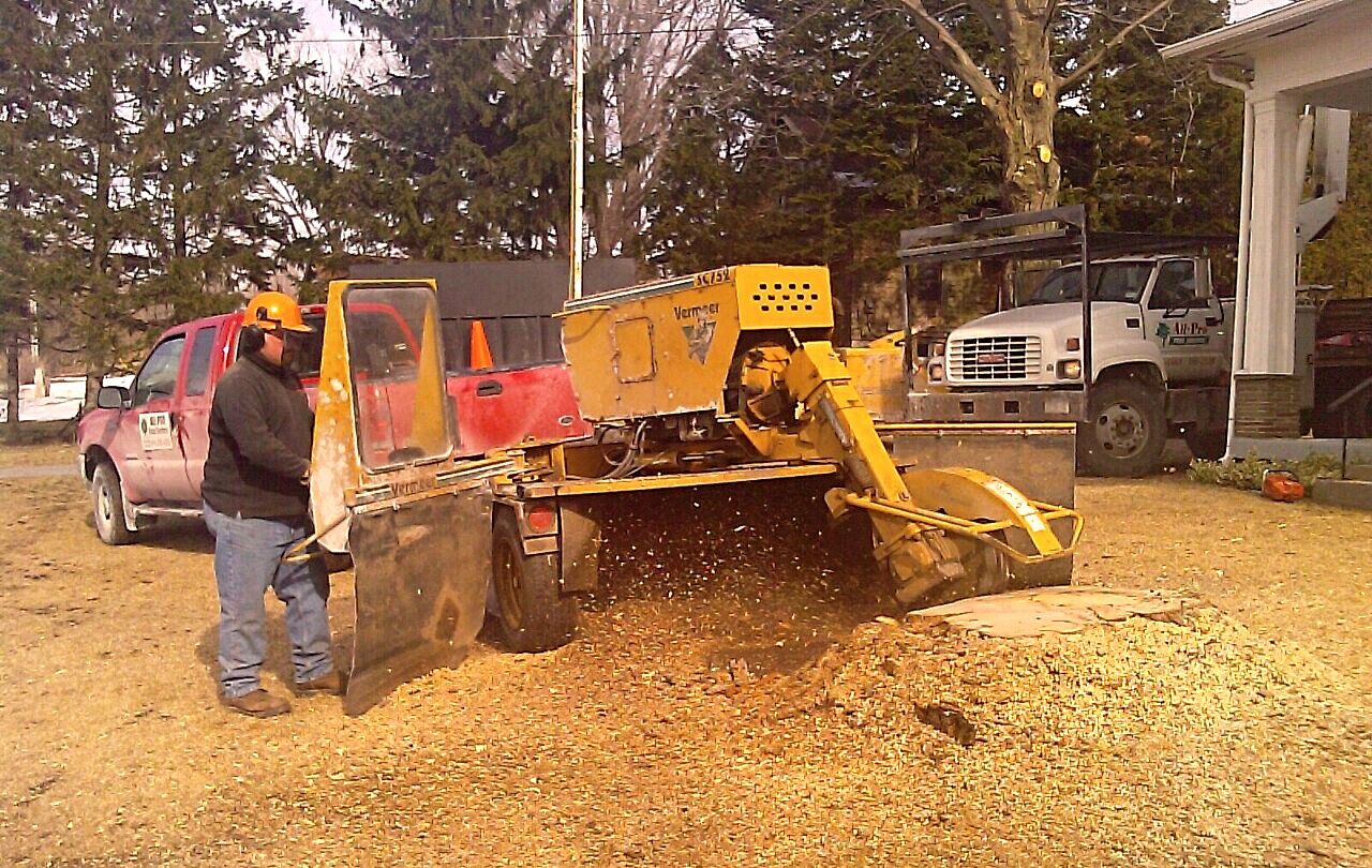 safely using a stump grinder to remove a tree stump
