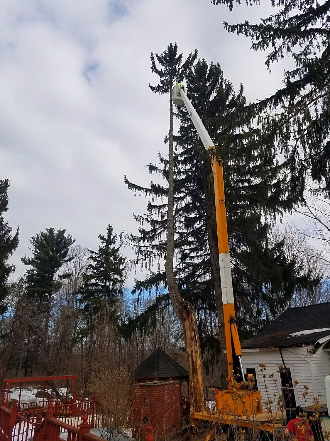 Tree split down the middle after wind storm in NY