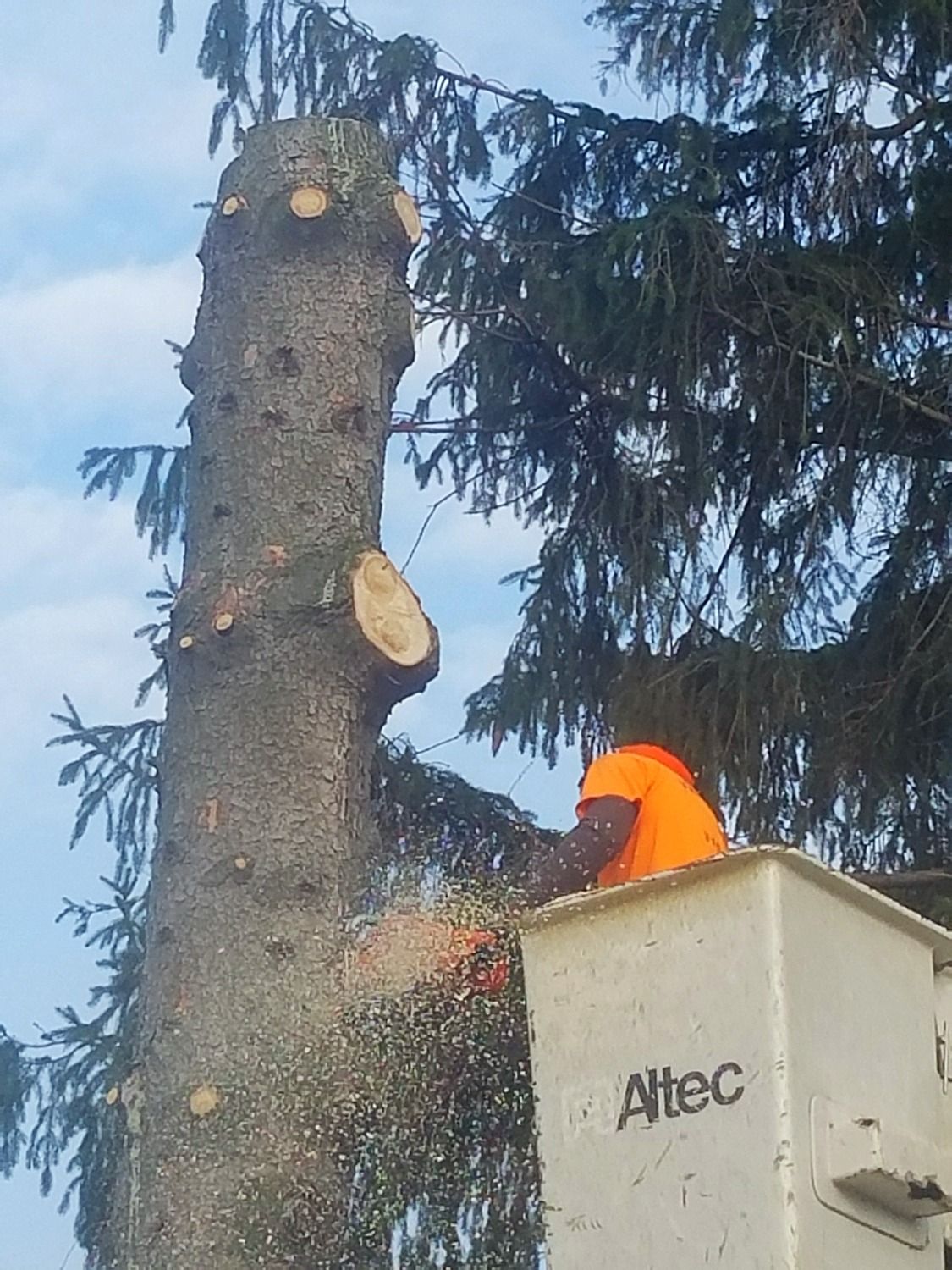 using chainsaw and bucket truck to remove tree limbs