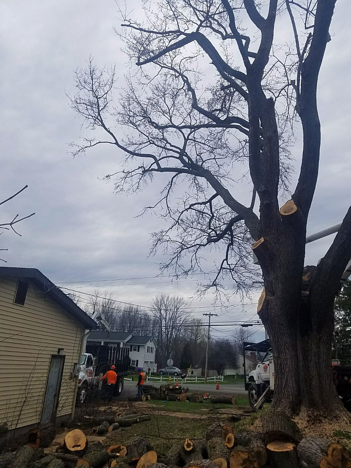 many limbs removed from a large tree