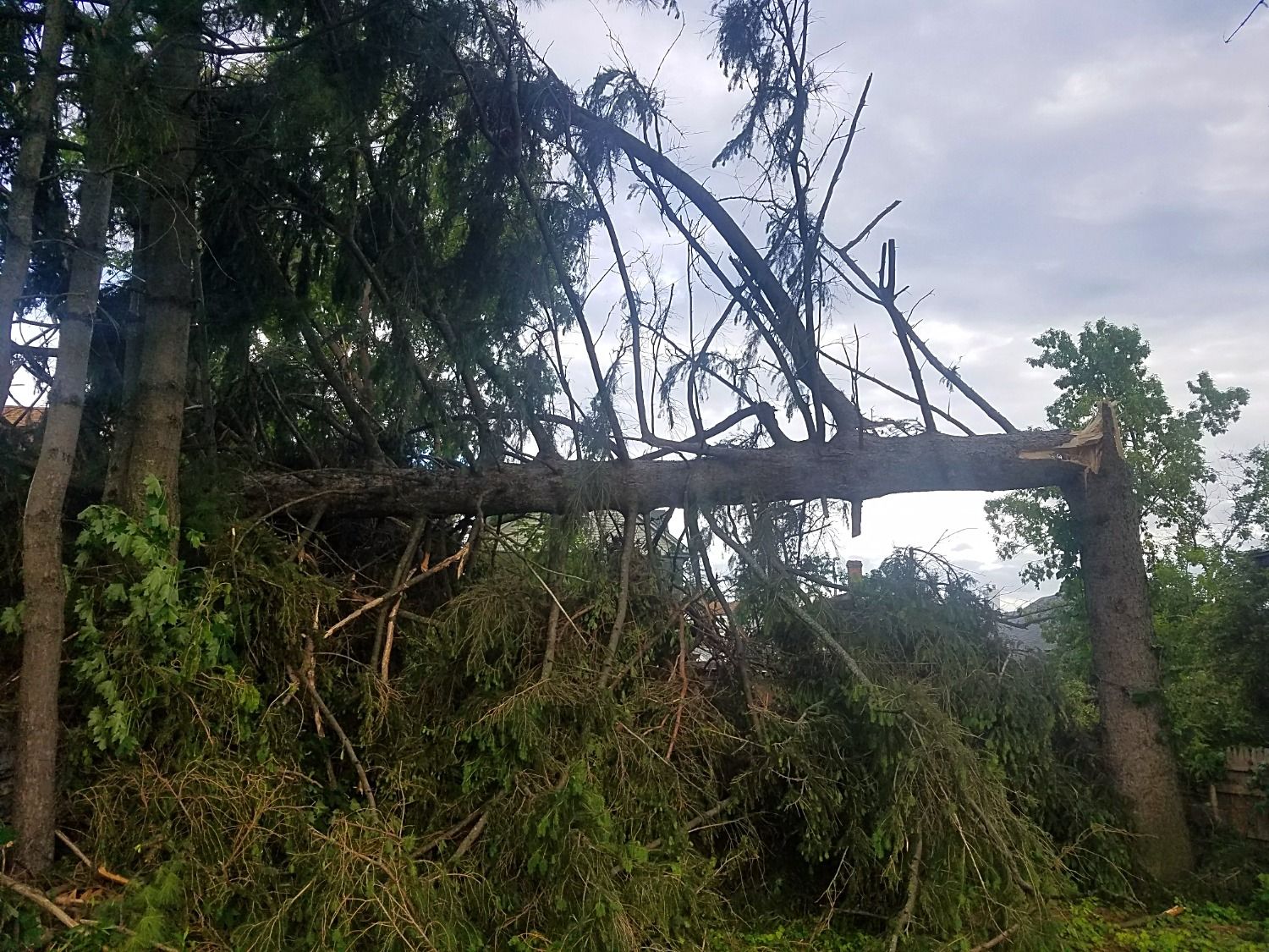 tree snapped in half during wind storm in NY