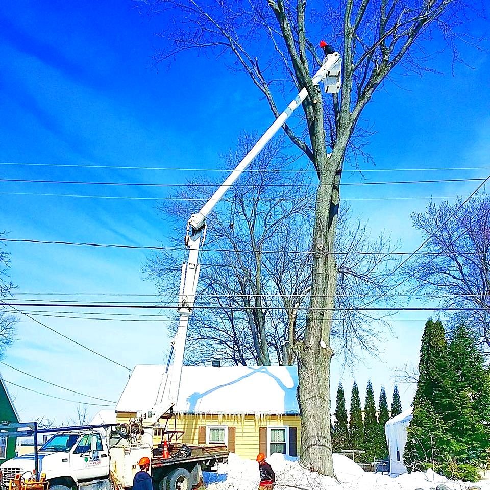 Trimming branches from large tree near power lines in NY