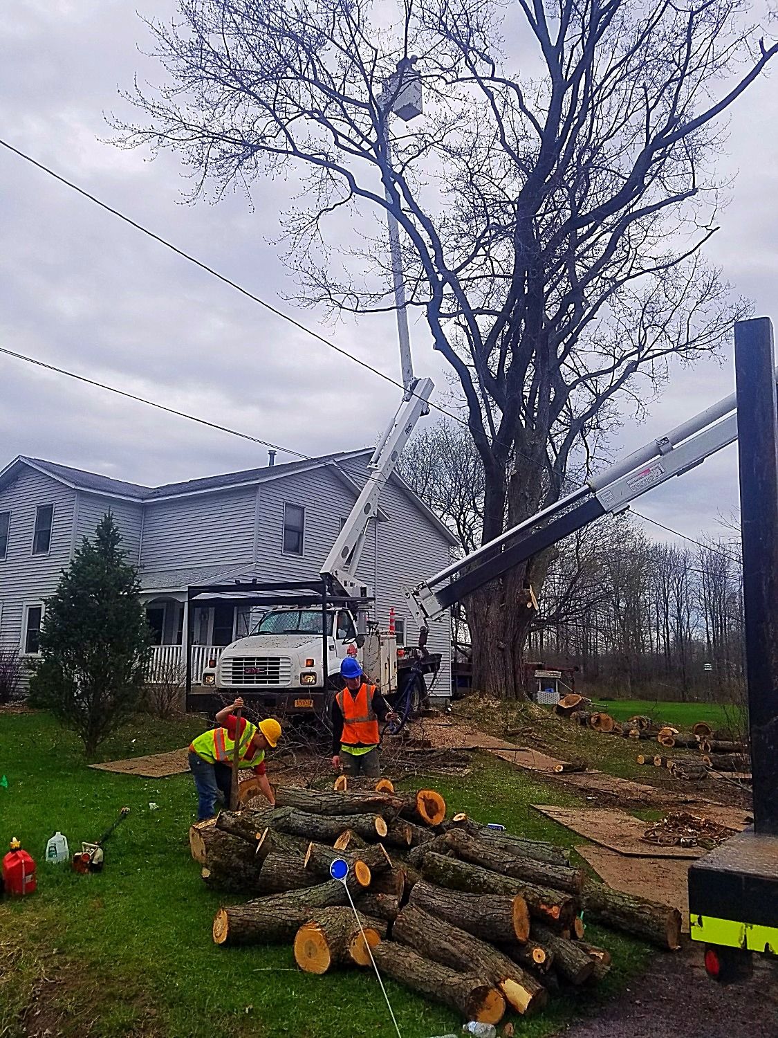 Removing a pine tree after it fell on a fence